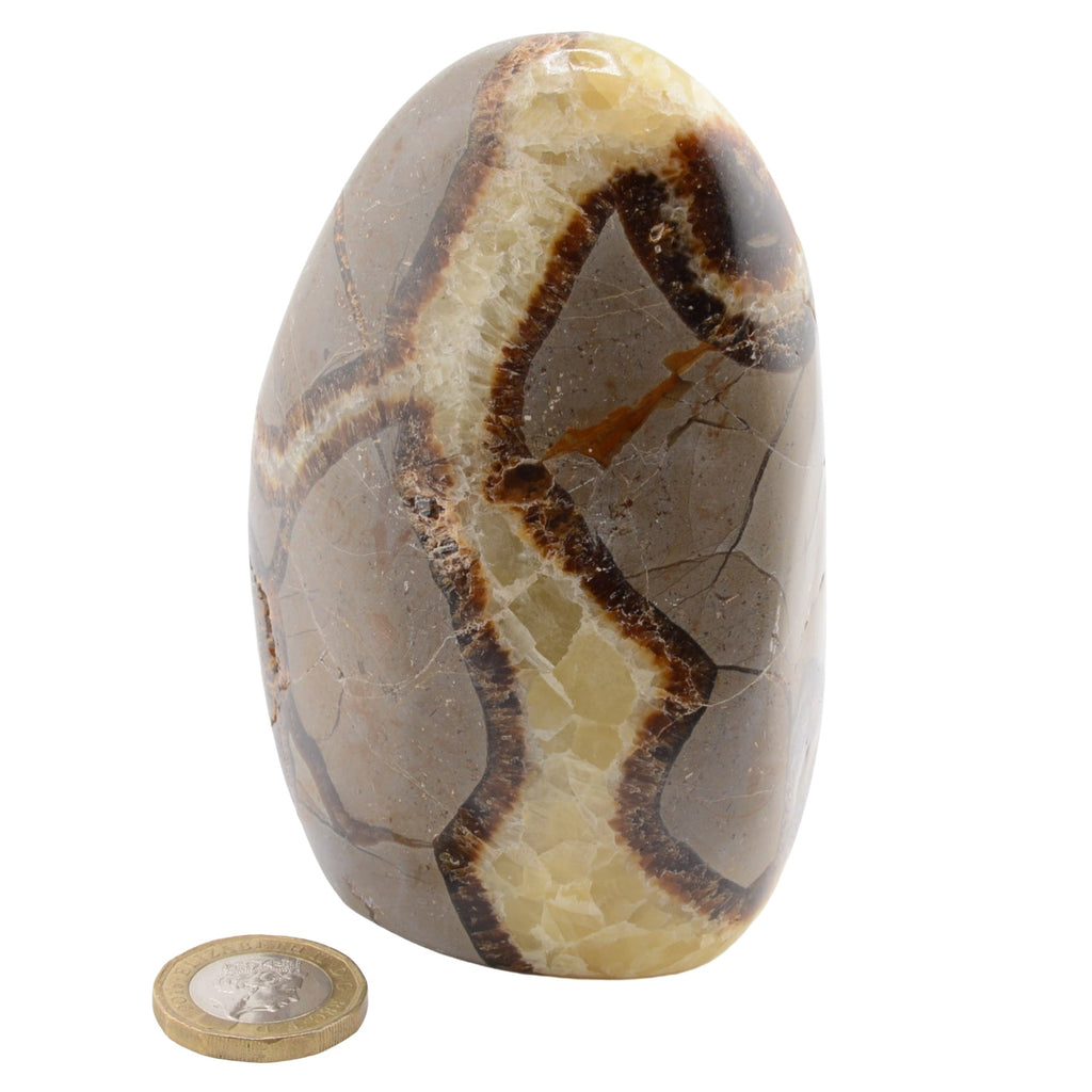 A polished brown and cream septarian gemstone with dark veining, shown upright on a white background with a small round coin below for scale.