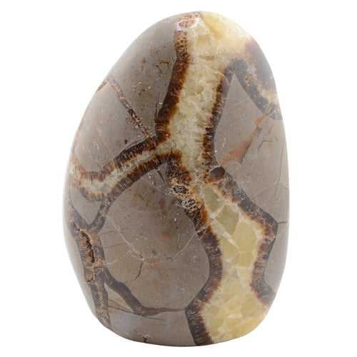 A polished septarian gemstone with dark brown veining, photographed against a plain white background.