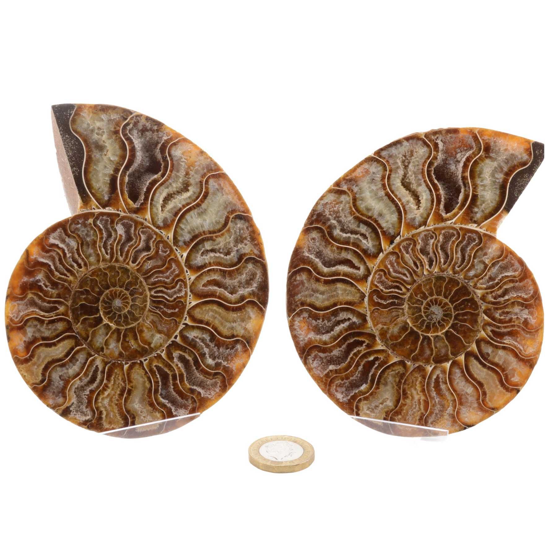 Two polished ammonite fossil specimens displayed side by side on clear stands, with a small round coin below for scale, against a plain white background.