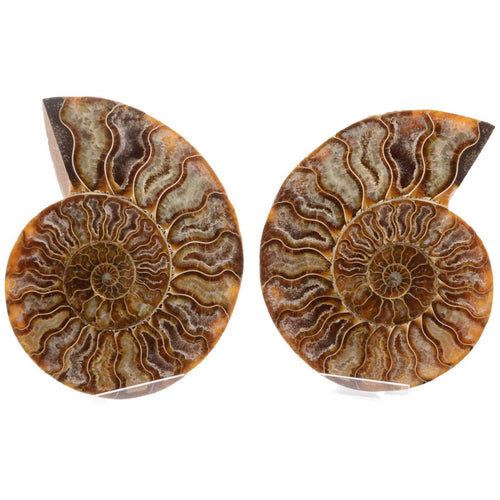 Split & polished ammonite fossil displayed side by side on a white background.