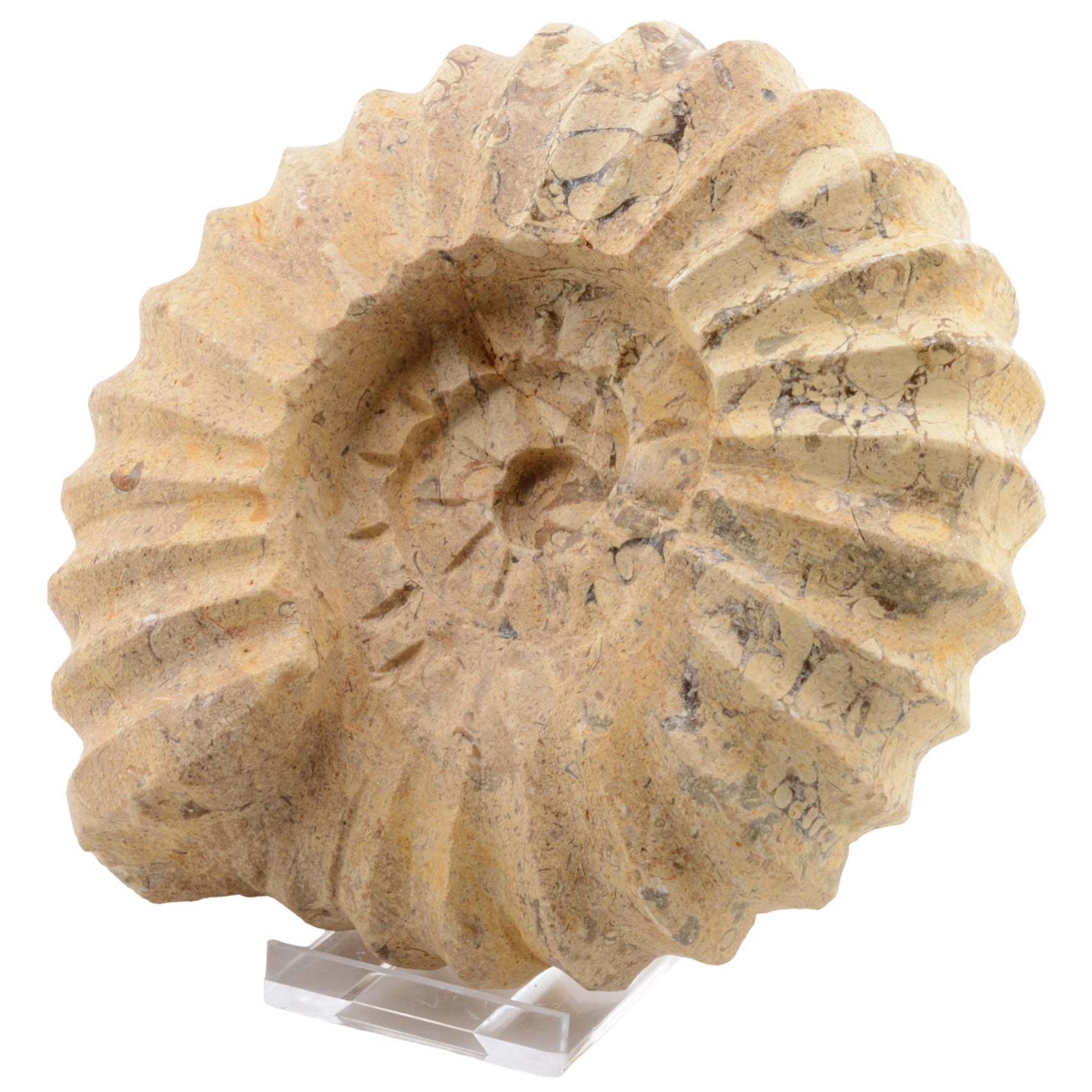 125mm Ammonite Carving in Fossil Stone