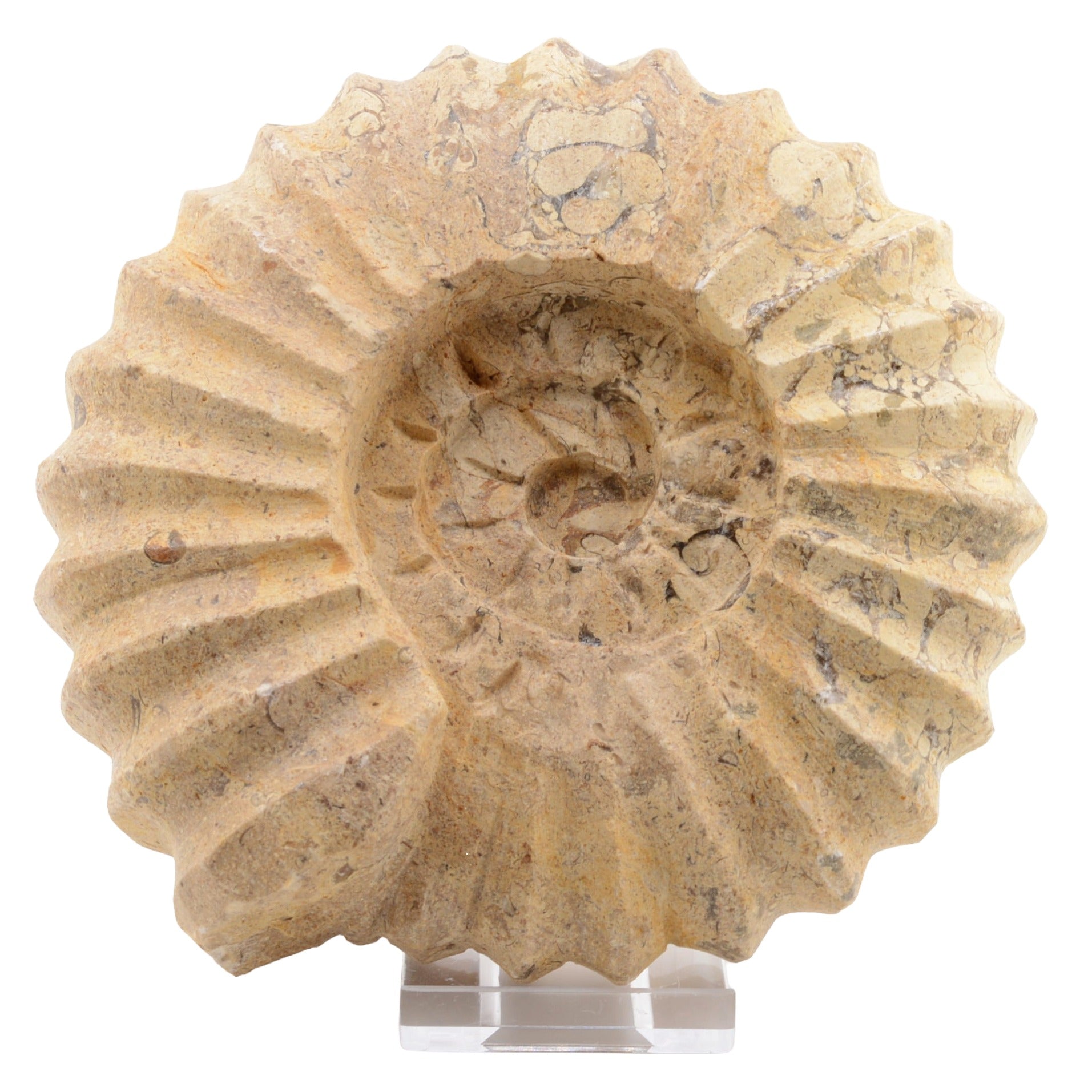A carved ammonite made from fossil stone. Displayed upright on a clear acrylic stand against a plain white background.
