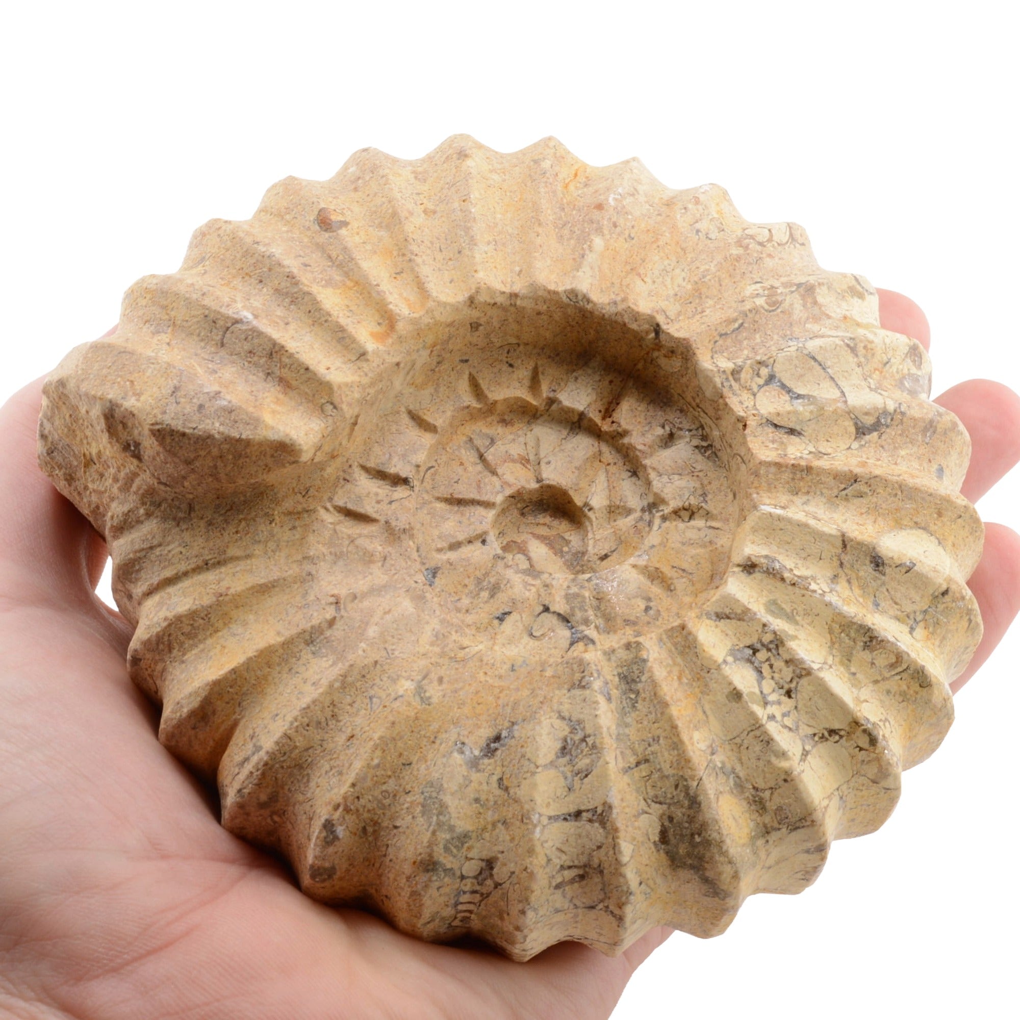 A carved ammonite fossil rock specimen held in a person's hand against a plain white background.
