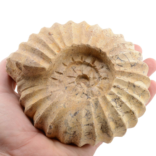 A carved ammonite fossil rock specimen held in a person's hand against a plain white background.