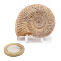An ammonite fossil specimen displayed on a clear acrylic stand, with a coin placed in front for scale, against a plain white background.