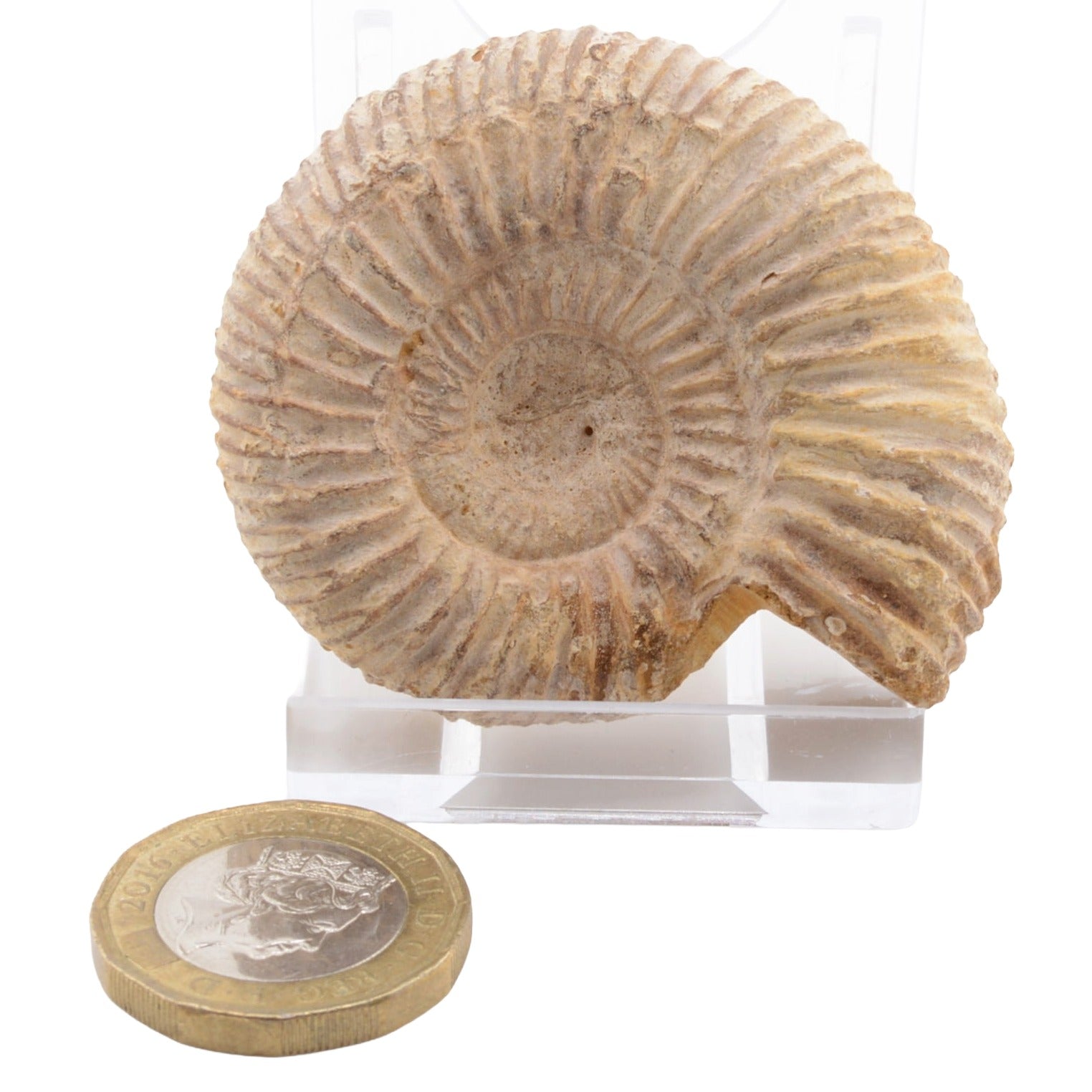A natural ammonite fossil specimen displayed upright on a clear acrylic stand, with a coin placed below for size reference, against a plain white background.