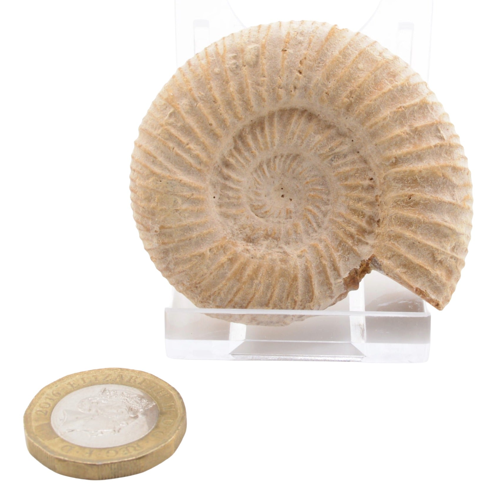 A natural ammonite fossil specimen displayed on a clear acrylic stand, with a coin placed below for scale, against a plain white background.