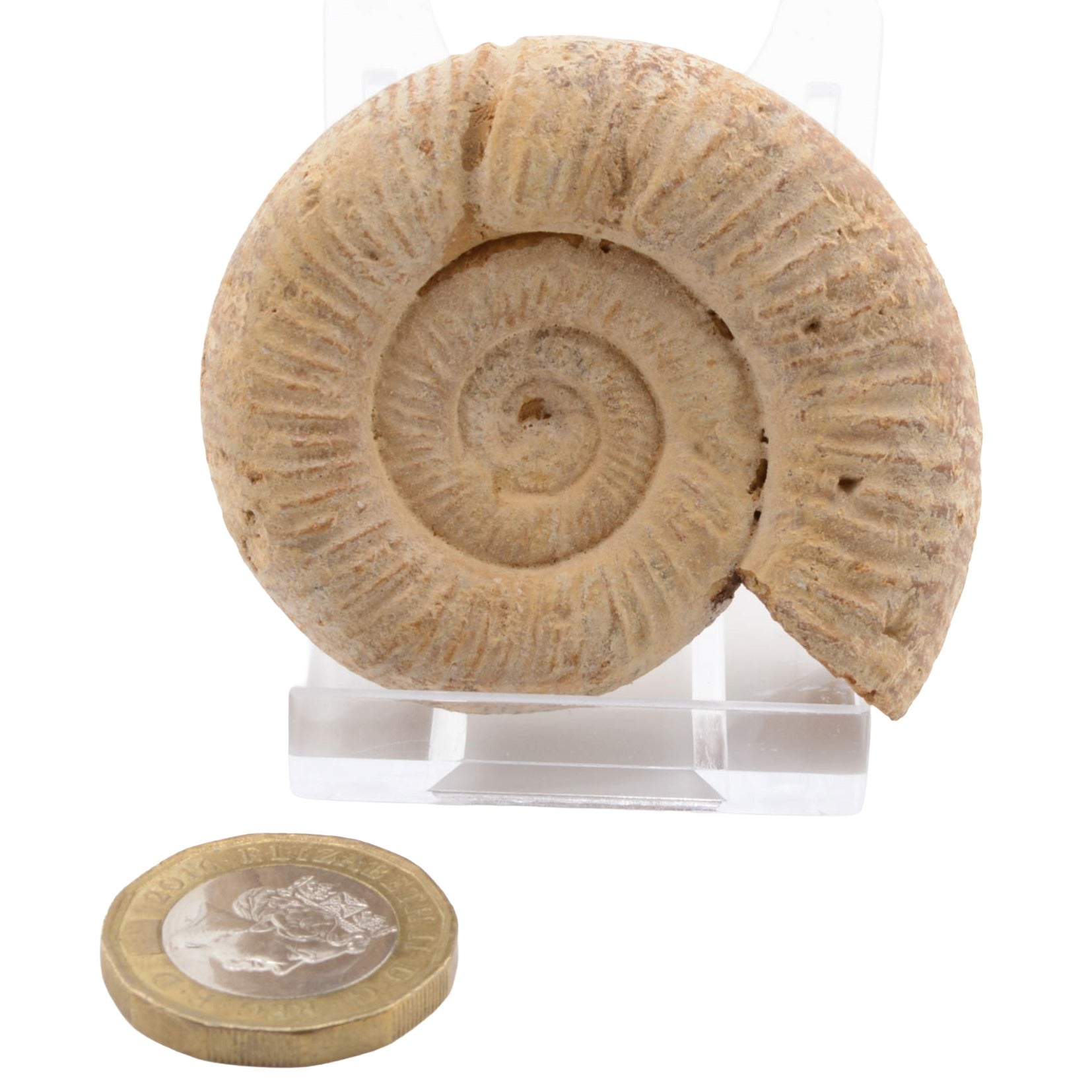 An ammonite fossil specimen displayed on a clear acrylic stand, with a British coin placed below for scale, against a plain white background.