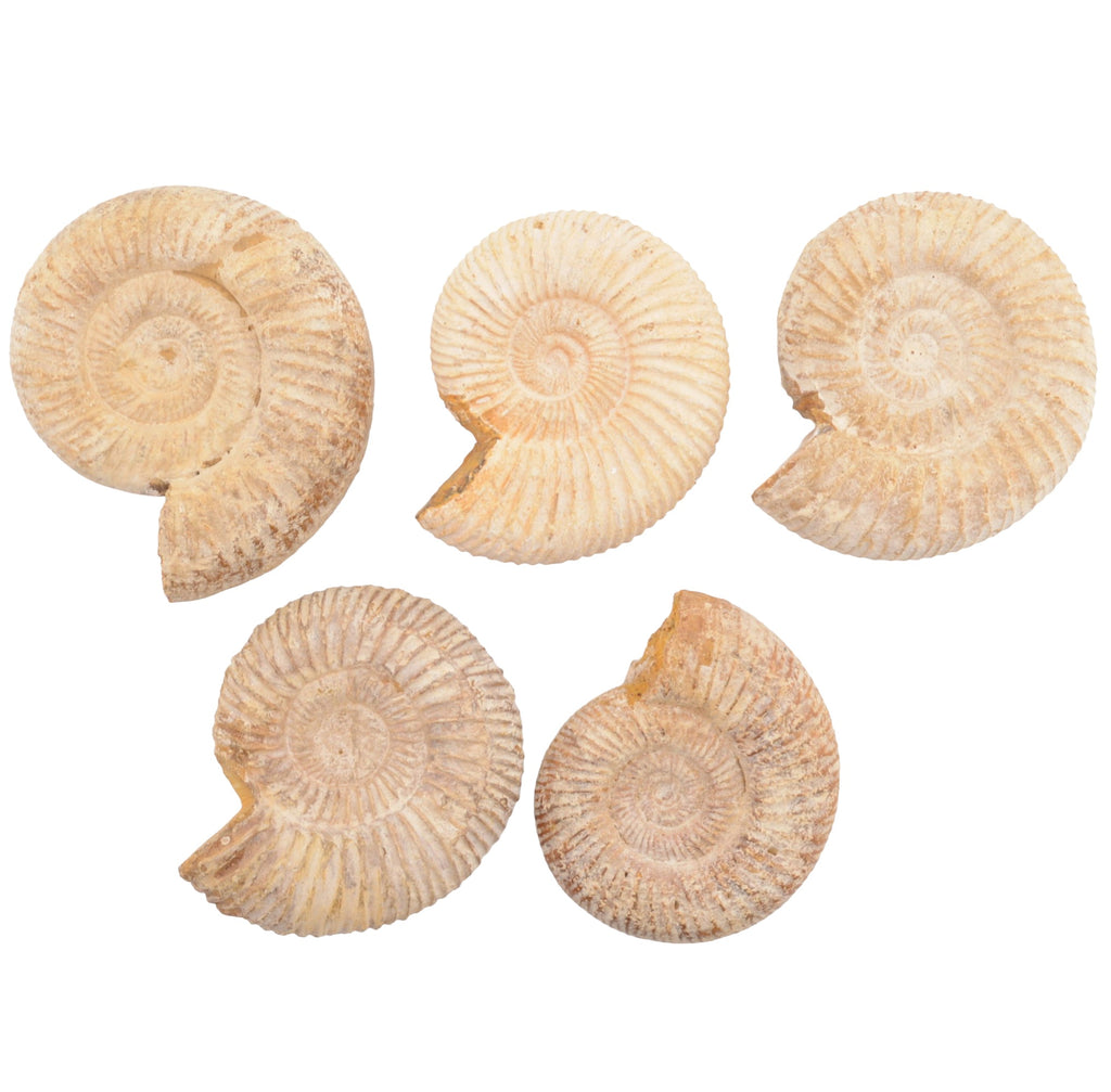 Five natural ammonite fossils arranged on a plain white background.