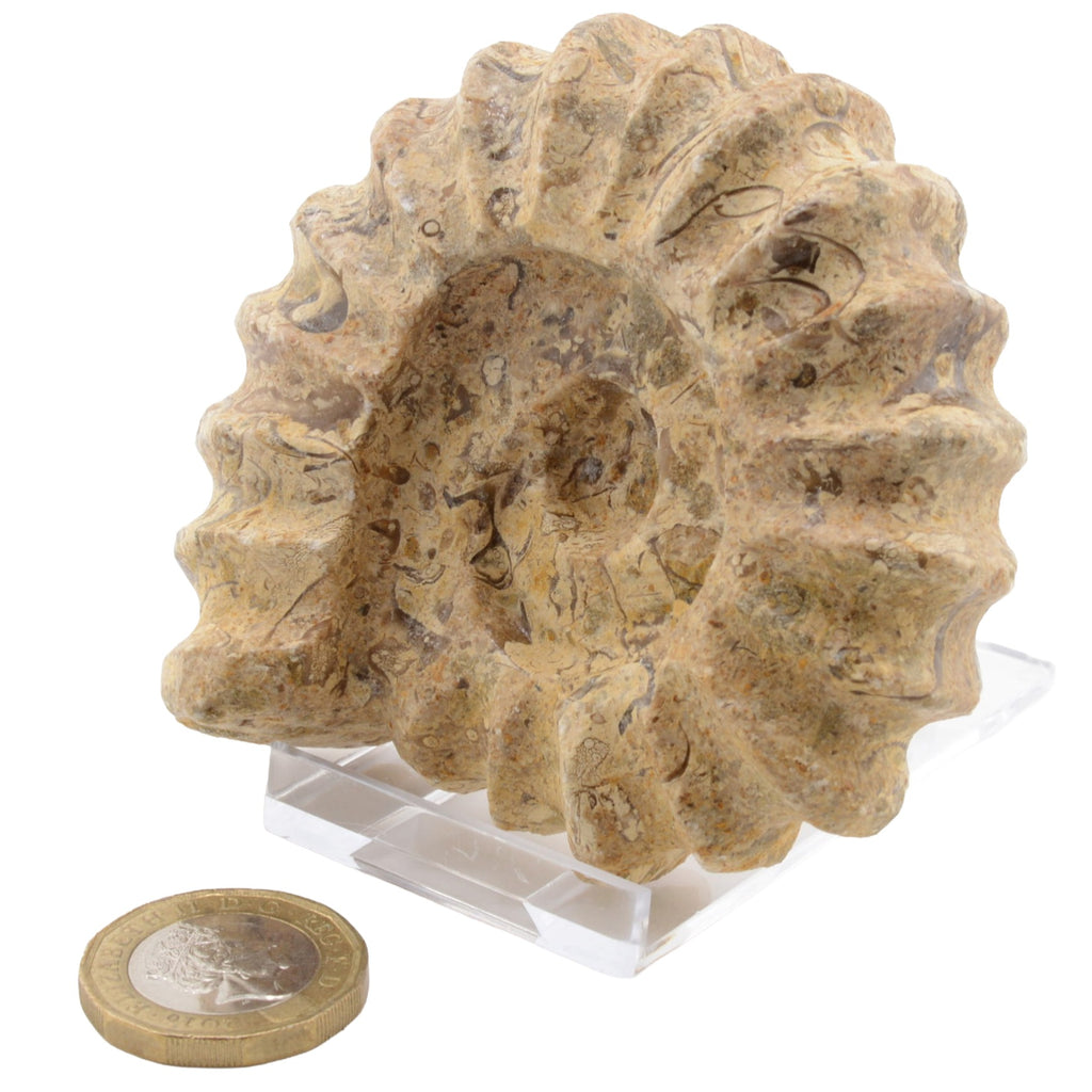 A carved ammonite, made from fossil stone. Displayed on a clear acrylic stand, with a coin placed below for scale, against a plain white background.