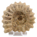 A carved ammonite, made from fossil stone .Displayed upright on a clear acrylic stand against a plain white background.