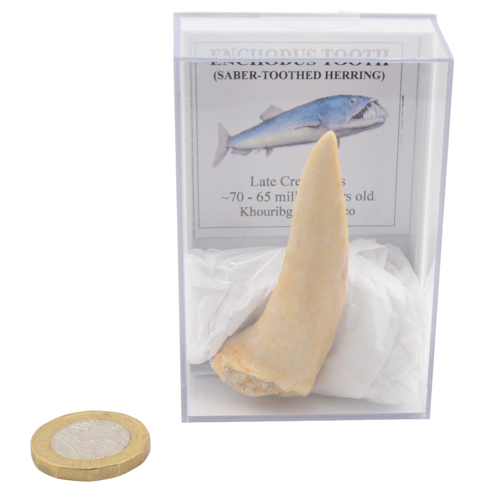 Large Enchodus Tooth (AKA Sabre Toothed Herring)