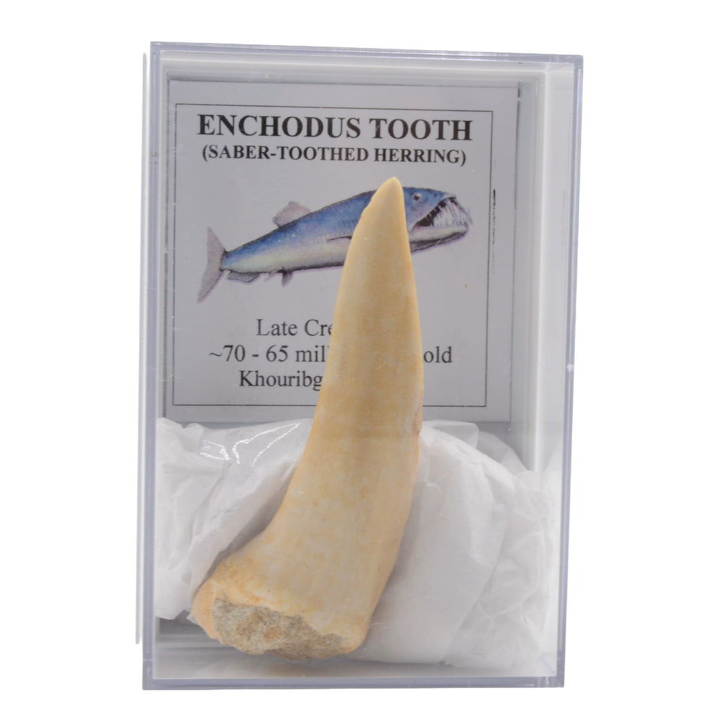 A natural shark tooth specimen labeled 'ENCHODUS TOOTH (SABER-TOOTHED HERRING)' inside a clear display case with a white backing and printed label card.
