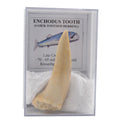 A natural shark tooth specimen labeled 'ENCHODUS TOOTH (SABER-TOOTHED HERRING)' inside a clear display case with a white backing and printed label card.