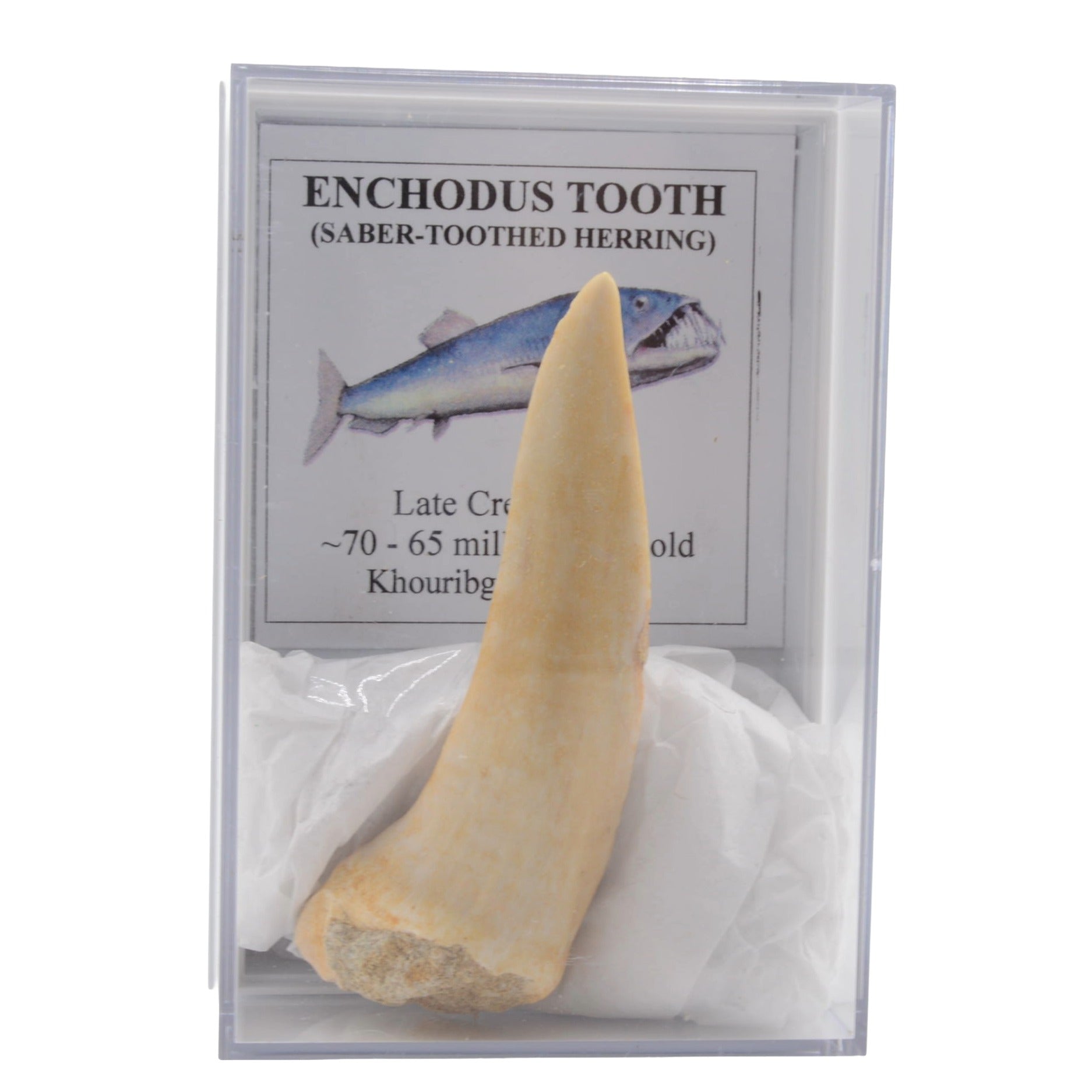A natural shark tooth specimen labeled 'ENCHODUS TOOTH (SABER-TOOTHED HERRING)' inside a clear display case with a white backing and printed label card.